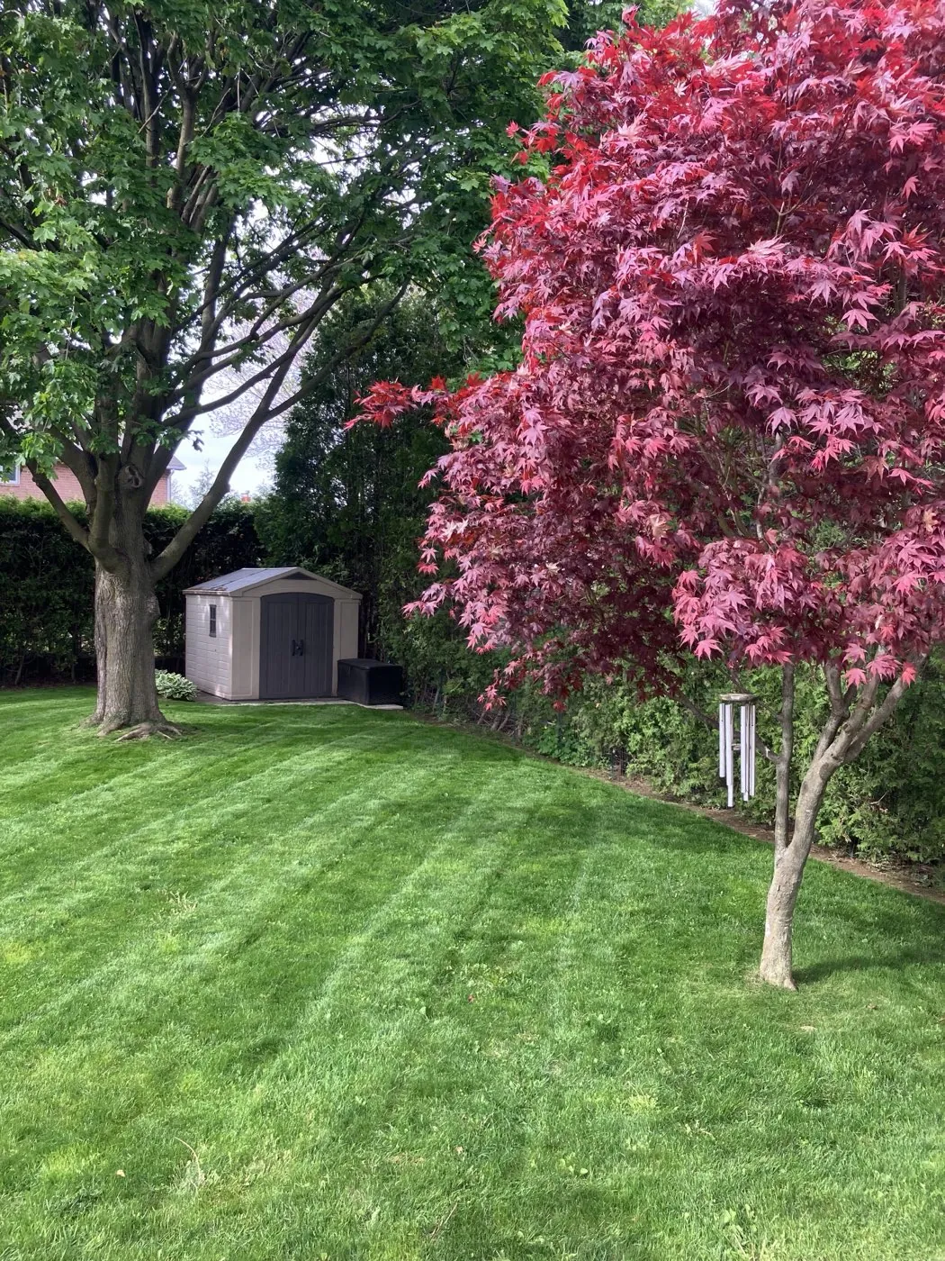Striped, freshly cut lawn with a red Japanese maple and garden shed in Hamilton